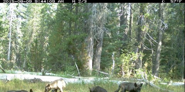 File photo: A wolf pack is shown captured on a trail camera near Mt. Shasta in Siskiyou County, California in this August 9, 2015 handout photo released to Reuters August 20, 2015. (REUTERS/California Department of Fish and Wildlife/Handout)