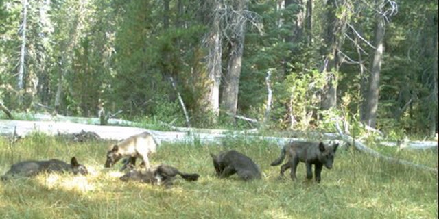 File photo: A wolf pack is shown captured on a trail camera near Mt. Shasta in Siskiyou County, California in this August 9, 2015 handout photo released to Reuters August 20, 2015. (REUTERS/California Department of Fish and Wildlife/Handout)