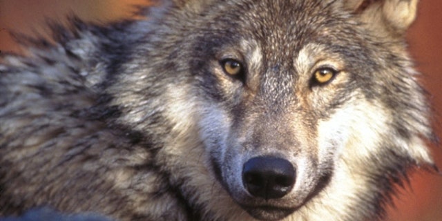 The Idaho Gray Wolf is no longer endangered, but there are strict regulations for hunting them. (AP)