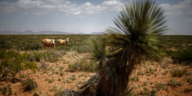May 1, 2014: Cattle graze in a field outside Spaceport America near Truth or Consequences, New Mexico May 1, 2014.