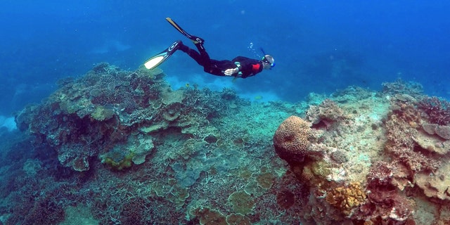 File photo: A man snorkels in an area called the "Coral Gardens" near Lady Elliot Island, on the Great Barrier Reef, northeast of Bundaberg town in Queensland, Australia, June 11, 2015. (REUTERS/David Gray)