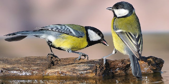 Scientists used a new analytical technique to study the social networks of great tits (Parus major) like these.