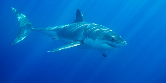 A man who witnessed a Hawaii shark attack says the victim is a French surfer who had part of a leg amputated but is in remarkably good spirits.