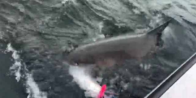 The great white followed the hooked striper all the way back to the boat before swimming off and letting the fishermen reel in what was left of the fish.