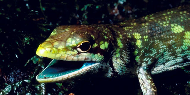 This undated photo provided by Christopher Austin in May 2018 shows a prehensile tailed skink (Prasinohaema prehensicauda) from the highlands of New Papua New Guinea. The high concentrations of the green bile pigment biliverdin in the blood overwhelms the crimson color of red blood cells resulting in a lime-green coloration of the muscles, bones, and mucosal tissues. (Christopher Austin via AP)