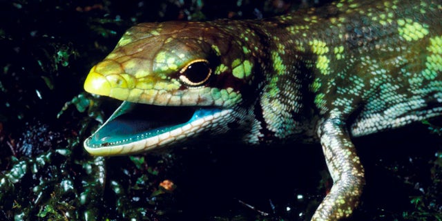 This undated photo provided by Christopher Austin in May 2018 shows a prehensile tailed skink (Prasinohaema prehensicauda) from the highlands of New Papua New Guinea. The high concentrations of the green bile pigment biliverdin in the blood overwhelms the crimson color of red blood cells resulting in a lime-green coloration of the muscles, bones, and mucosal tissues. (Christopher Austin via AP)