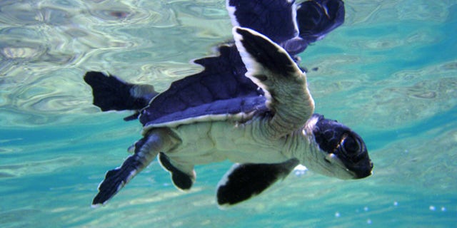 (Credit: Mark Sullivan, NOAA)