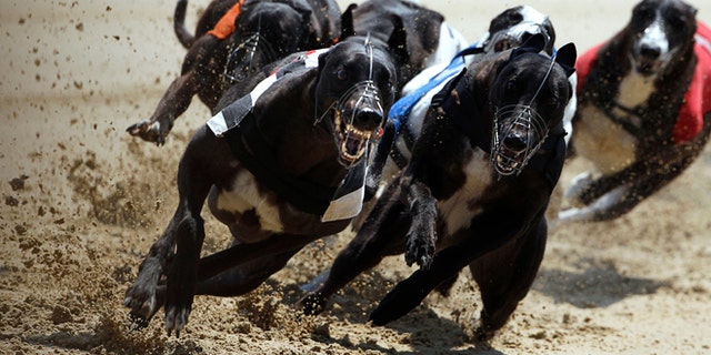 Lavally Sunrise (L) edges past the competition on a curve during a daytime race at Romford greyhound track in Essex June 4, 2011. In 1947, 60,000 spectators were recorded at the Derby at White City, one of 21 greyhound tracks then operating in London. In 2011 the Derby was held at Wimbledon Stadium now the only dog track left in London and attendance was just 2,423. Picture taken June 4, 2011. REUTERS/Chris Helgren (BRITAIN - Tags: ANIMALS SOCIETY) - RTR3ENL1