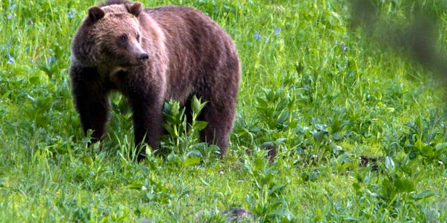 FILE - This July 6, 2011 file photo shows a grizzly bear roaming near Beaver Lake in Yellowstone National Park, Wyo. Biologists counted more grizzly bear deaths in or removals from the Yellowstone region in 2015 than any year in recent memory but arent worried about the species long-term survival in the area. (AP Photo/Jim Urquhart, File)