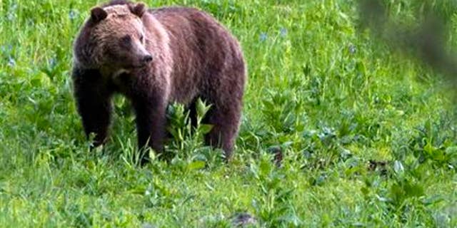 FILE - This July 6, 2011 file photo shows a grizzly bear roaming near Beaver Lake in Yellowstone National Park, Wyo. Biologists counted more grizzly bear deaths in or removals from the Yellowstone region in 2015 than any year in recent memory but arent worried about the species long-term survival in the area. (AP Photo/Jim Urquhart, File)