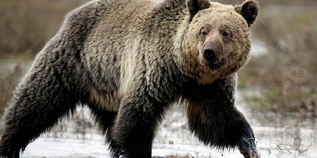 A grizzly bear (not pictured) attacked and killed a person camping in Montana.