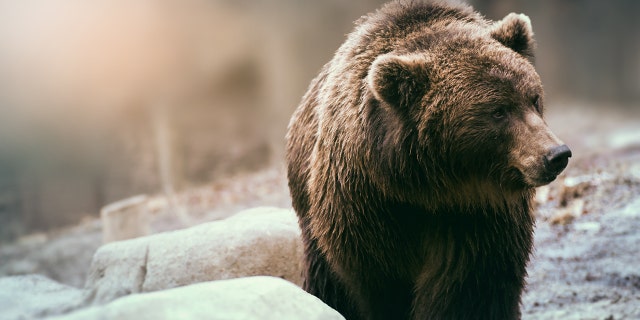 About 700 grizzlies living in and around Yellowstone National Park lost their protected status last year.
