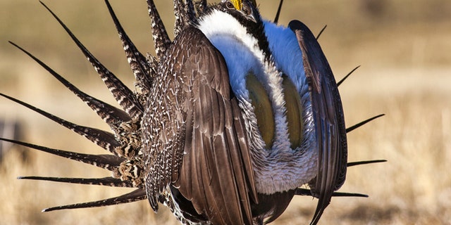FILE 2015: U.S. Bureau of Land Management photo shows a sage grouse in this undated photo.
