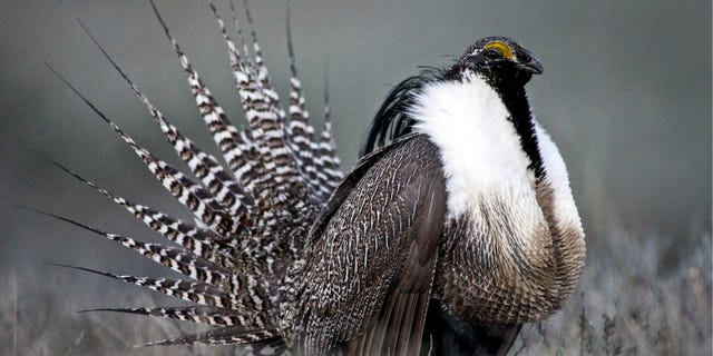 FILE: April 2014: A Gunnison sage grouse with tail feathers fanned near Gunnison, Colo. (Photo provided by Colorado Parks and Wildlife.)