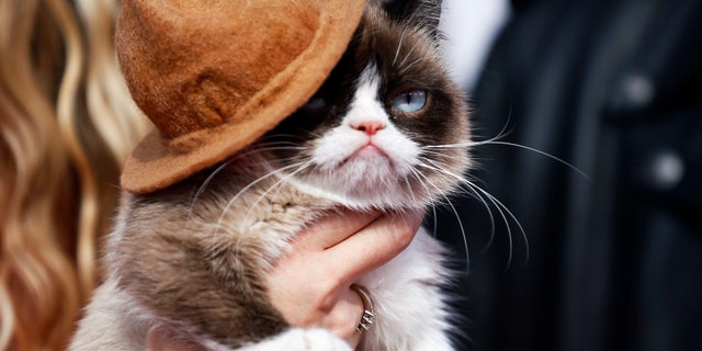 Grumpy Cat arrives at the 2014 MTV Movie Awards in Los Angeles, California, on April 13, 2014.
