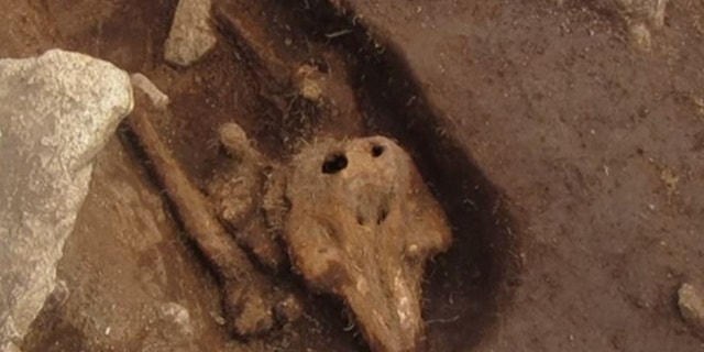 The dolphin skeleton was found on the tiny islet of Chapelle dom Hue, off the west coast of Guernsey in the English Channel.