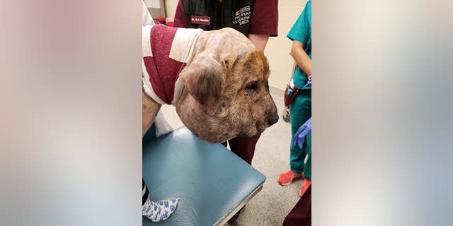 Barbosa said she is hopeful that Gus will make a full recovery so he can be adopted.