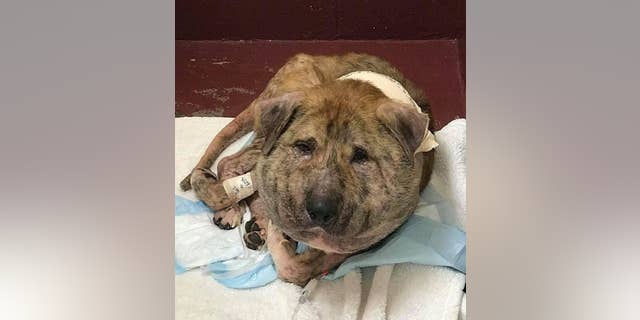 The pup has undergone surgery to remove the scar tissue around his neck.