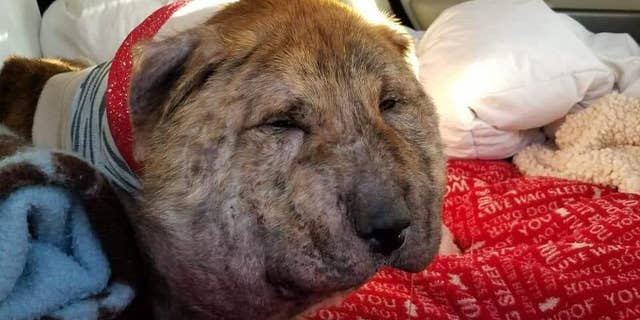 Gus was found by animal rescuers a week ago with a shoestring wrapped tightly around his neck.