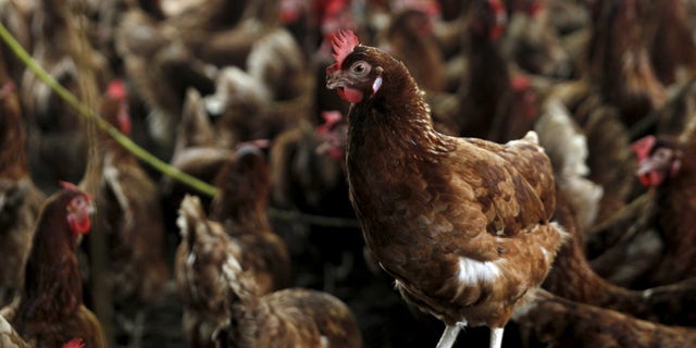 Chickens are seen in a contaminate farm while workers from the Animal Protection Ministry prepare to cull them to contain an outbreak of bird flu, at a farm in the village of Modeste, Ivory Coast, August 14, 2015.