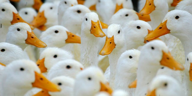 Ducks at a fresh market in Taipei wait to be slaughtered January 29, 2004. Taiwan found new cases of H5N2, a milder strain of avian flu, in ducks in the southwestern county of Yunlin on Thursday and plans to cull 10,000 ducks in a bid to stop the spread of the disease.