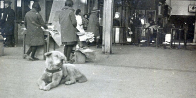 Isamu Yamamoto's photograph of Hachiko the Akita dog is shown. (Courtesy of Takeshi Ando)