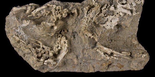 At least three baby hadrosaurs (<em>Saurolophus angustirostris</em>) were discovered in this slab of rock from Mongolia.