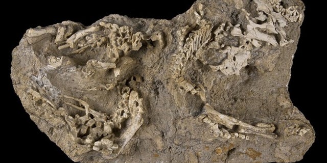 At least three baby hadrosaurs (<em>Saurolophus angustirostris</em>) were discovered in this slab of rock from Mongolia.