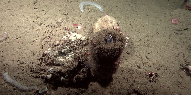 A hagfish protruding from a sponge.