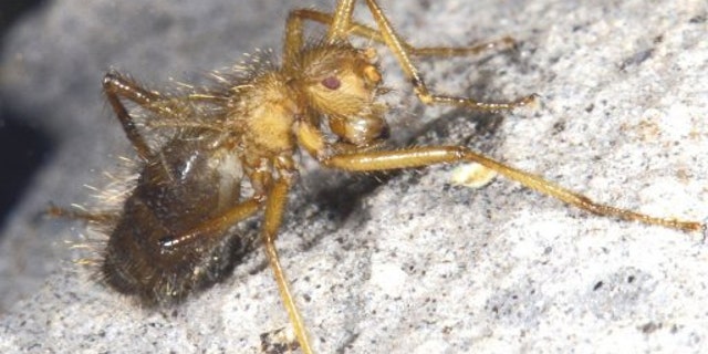 Unable to fly and partial to breeding in bat faeces, the fly is thought to live only in the dank, bat-filled cleft of an isolated rock in the Ukazi Hills.