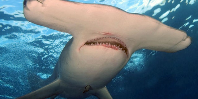 Great hammerhead shark (Sphyrna mokarran), underwater view
