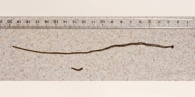 Between one and two days following feeding, the fission process is manifested by a slight pinching of the body, some 1–2 cm. from the tail tip. Severance occurs when the tail tip adheres to the substratum and the rest of the planarian pulls away. Sexual reproduction outside their native habitat is restricted to individuals occupying outdoor situations in tropical or subtropical climates. Elsewhere they reproduce asexually. The links between sexuality and climate, and switching between scissiparity and egg cocoon production indicate that several interacting factors are involved, not least the availability of food and climatic variability. (Winsor, Johns & Barker, 2004)