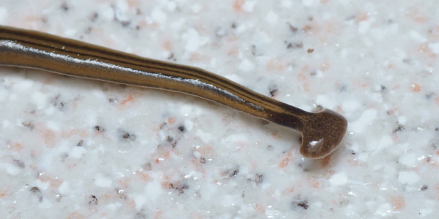 The expanded headplate, transverse black band (‘collar’) at the neck, and the median, paired lateral, and marginal dorsolateral dark longitudinal stripes are evident. Note that the median dorsal stripe does not pass onto the headplate. (Photo by Pierre Gros)