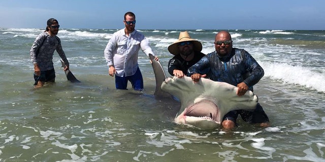 Poco Cedillo said he noticed the shark was sick, and "very tired" when a group of people tried to release it back into the Gulf of Mexico.