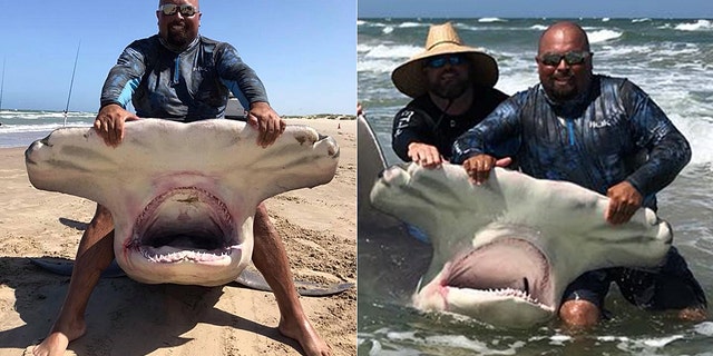 The hammerhead shark was 14 feet long.