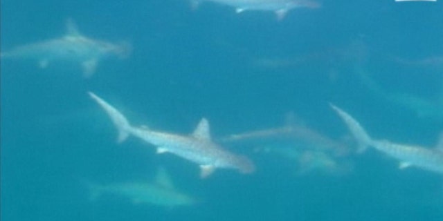 A screen capture of the rare hammerhead shark mating ritual, caught on camera by an Australian news team.