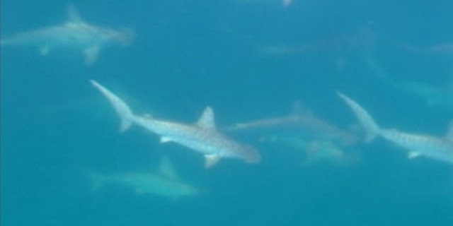 A screen capture of the rare hammerhead shark mating ritual, caught on camera by an Australian news team.