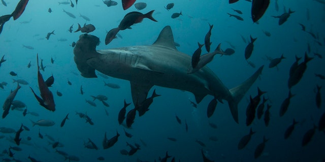 FILE: A hammerhead shark was caught off the coast of Florida and the fishermen delivered about 20 pups.