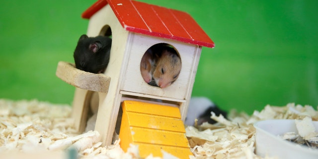 California bans the possession of certain pets, such as hamsters.
