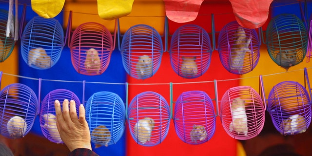 File photo - A Chinese woman buys a hamster at a Chinese New Year fair in Beijing February 13, 2002. (REUTERS/Andrew Wong)