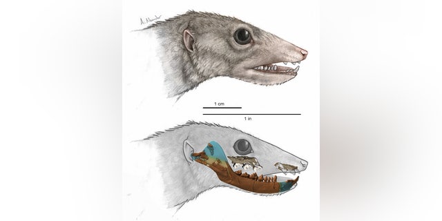 An illustration of Haramiyavia, the earliest known proto-mammal, whose identity is based on a reconstruction of its 210-million-year-old fossil jaw (superimposed on bottom illustration). (April Neander)