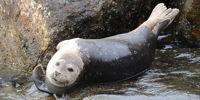 HarborSealGetty