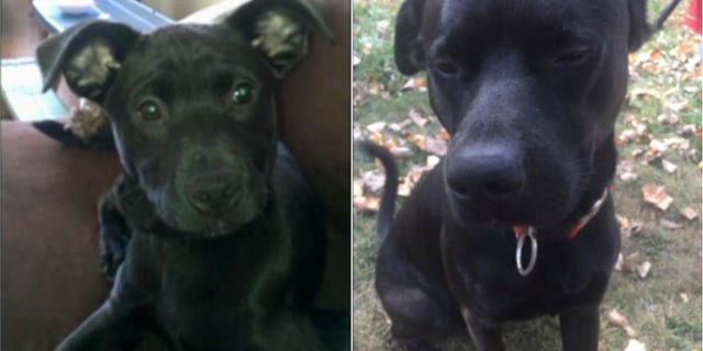 Harley, a two-year-old Labrador Retriever mix puppy, was found dead along the railroad tracks in Ohio (Photo: Fox 8 Cleveland)