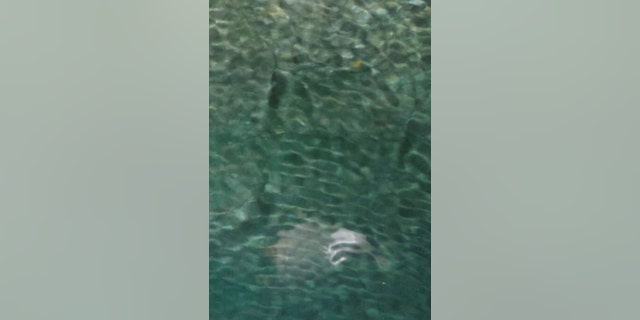 The creature disappears back into the bright green water.