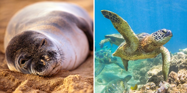 A tourist in Hawaii will pay a $1,500 fine for harassing endangered animals.
