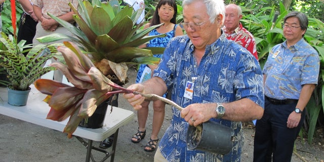 Stan Oka, urban forestry administrator for the Honolulu Department of Parks and Recreation, tips a potted ti plant to demonstrate how people should remove standing water from around their homes in Honolulu on Monday, Nov. 30, 2015. The number of people in Hawaii infected by dengue fever continued to rise, and officials asked the public to help limit the spread of the virus. (AP Photo/Cathy Bussewitz)
