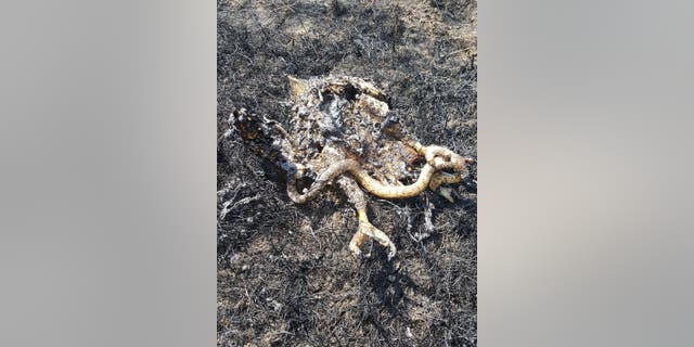 When a hawk flew down to grab a snake, they came into contact with electrical equipment, causing a brush fire in Black Eagle, Montana.