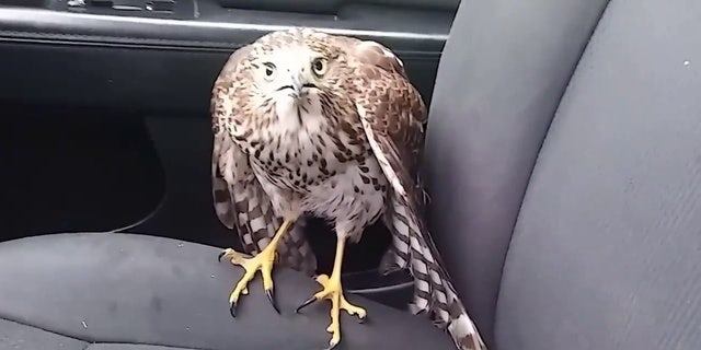 This image from video shows a hawk that flew into a Houston cab last month to seek shelter from Hurricane Harvey.