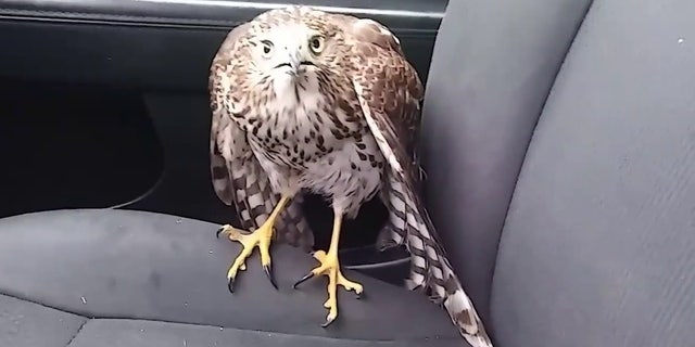 This image from video shows a hawk that flew into a Houston cab last month to seek shelter from Hurricane Harvey.