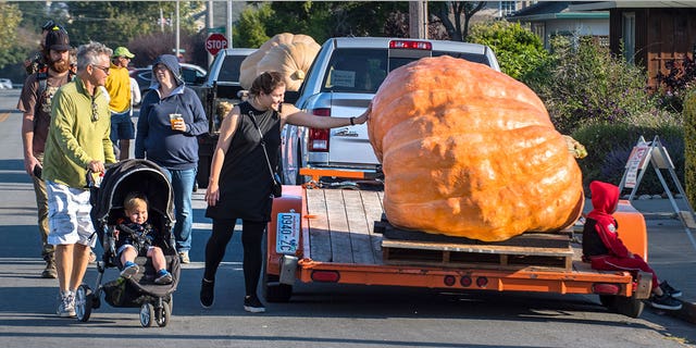 A woman touches a pumpkin on a trailer before the 44th World Championship Pumpkin Weigh-Off.